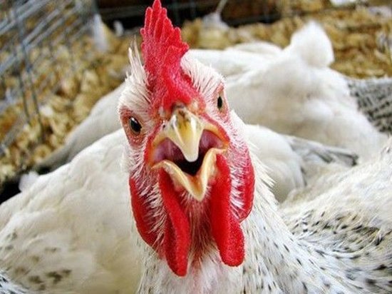 Ревизоры ЕС решили проверить качество украинской курятины
