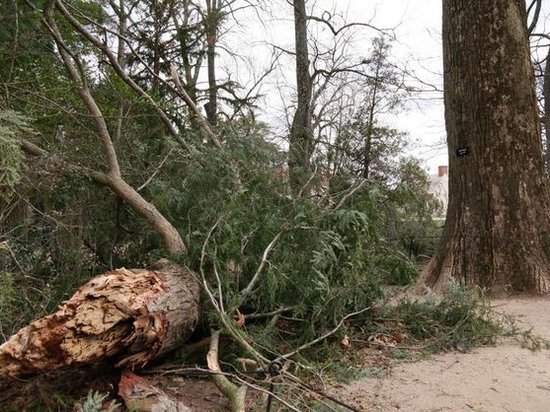В США буря сломала 227-летнее дерево, которое посадил Джордж Вашингтон