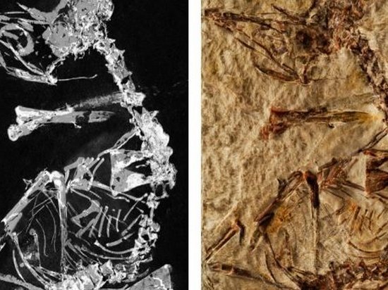 Ученые обнаружили останки птенца одной из древнейших птиц на Земле
