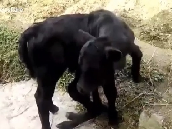 В Китае родился теленок-мутант с шестью копытами (видео)