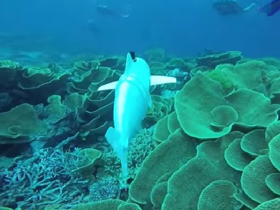 Рыба-робот будет шпионить за морскими животными (видео)