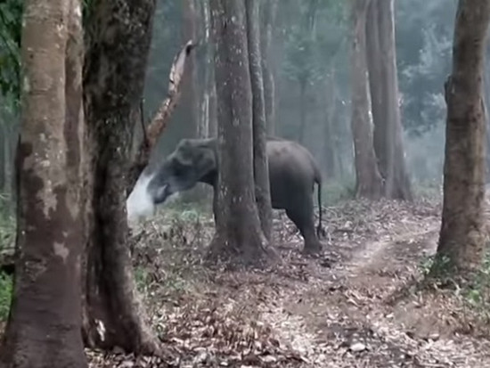 Извергающую дым слониху сняли на видео