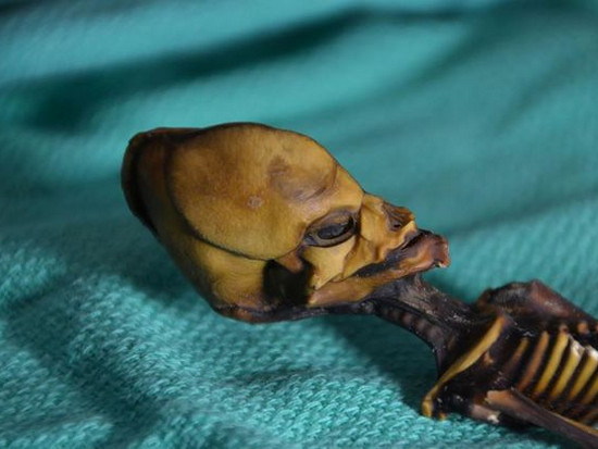 Генетики расшифровали ДНК мумии «пришельца» из пустыни Атакама