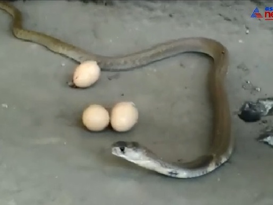 Испуганная змея выплюнула три проглоченных яйца (видео)