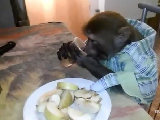 Сеть удивила пьющая водку залпом обезьяна (видео)