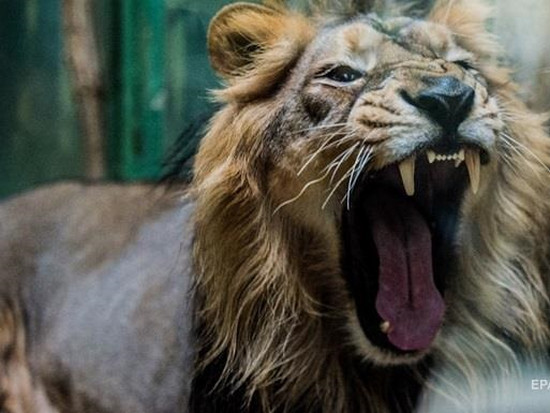 В Африке жили львы ростом с человека — ученые