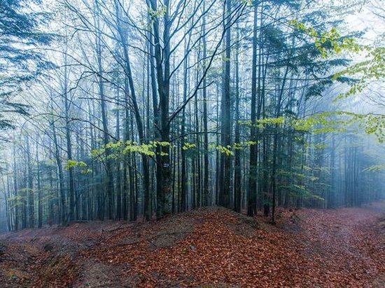 Депутаты одобрили мораторий на рубку леса в Карпатах