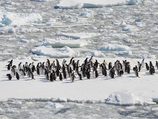 В Антарктике выпало рекордное за 200 лет количество снега