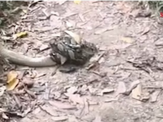 В Малайзии сняли схватку кобры с питоном (видео)