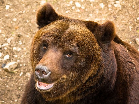 В Италии биологи случайно убили редкого медведя