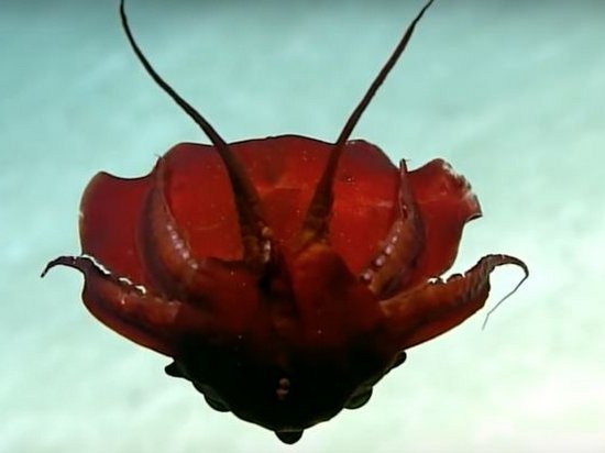 Океанологи сняли на видео неизвестного скрюченного моллюска