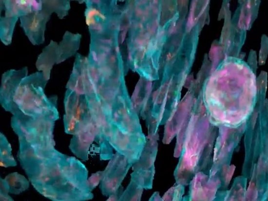Ученые показали «работу» клеток внутри организма (видео)
