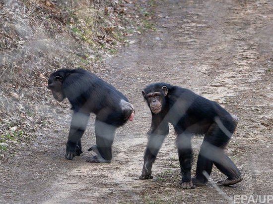 Исследователи назвали причину долгой «войны» между шимпанзе