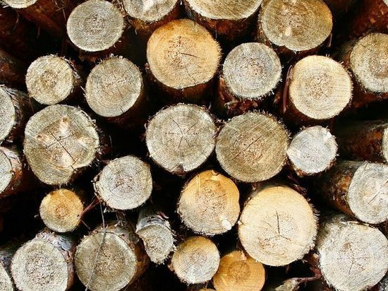 Украина в сотни раз занизила данные по экспорту леса в ЕС