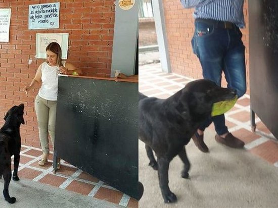 Колумбийский пес увидел, как люди платят за еду, и повторил за ними