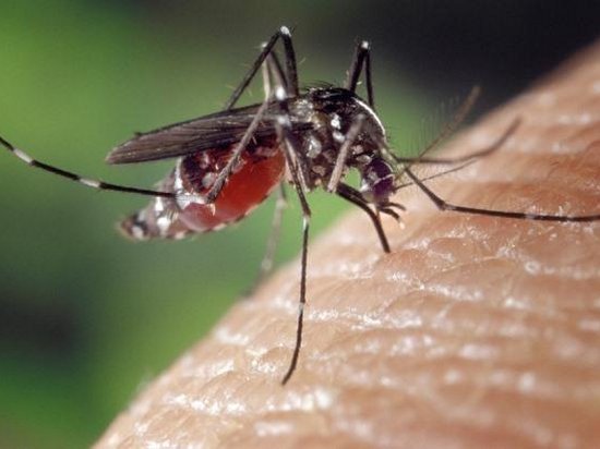 В Украине обнаружили опасную инфекцию, которая передается с укусом комара