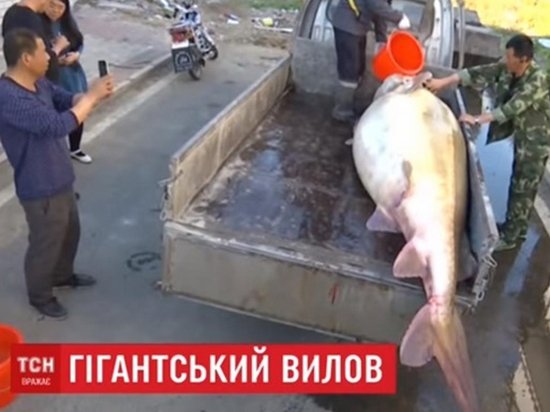 В Китае рыбак поймал гигантскую рыбу калугу (видео)