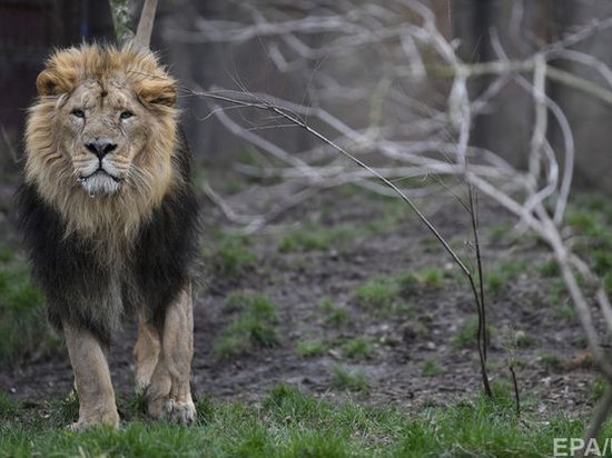 В Германии из зоопарка сбежали хищники: среди них львы и тигры