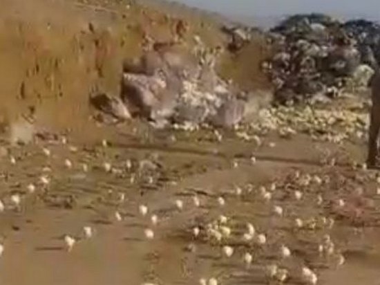 На свалке в Грузии из выброшенных яиц вылупилось множество цыплят (видео)