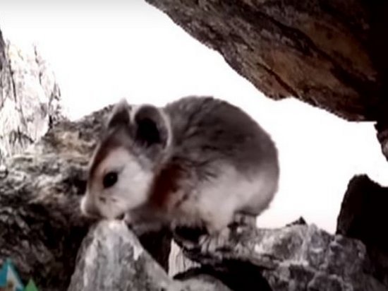 В Китае сняли на видео редчайшего «волшебного кролика»