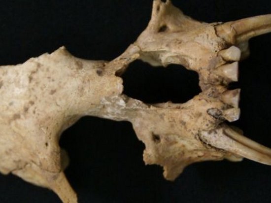 В древней гробнице в Китае нашли кости неизвестного вида обезьян