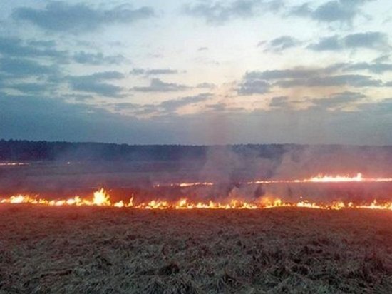 В Херсонской области сгорели 170 гектаров пшеницы