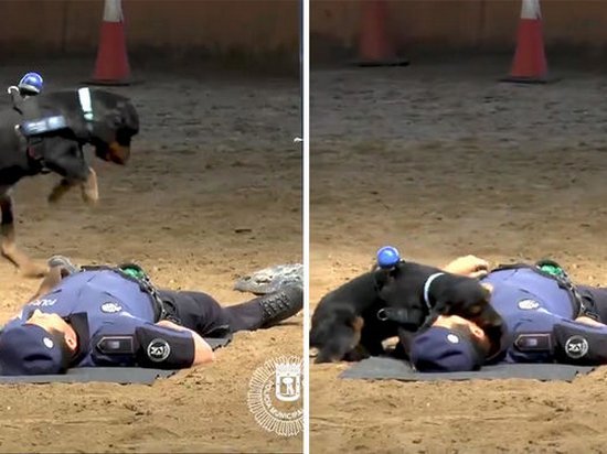 Испанские полицейские научили собаку реанимировать человека (видеохит)