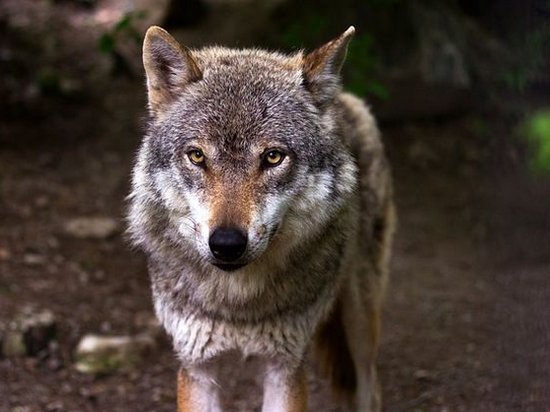 Ученые впервые проследили маршрут волка из Чернобыльской зоны