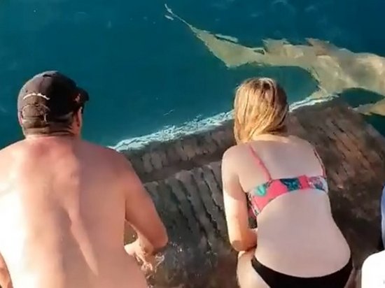 Акула попыталась утащить кормившую ее женщину (видео)