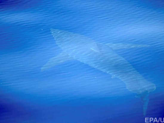 У берегов Испании впервые с 1970-х заметили большую белую акулу