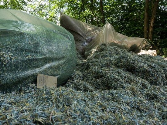 Под Днепром нашли мешки с миллионами измельченных гривен (видео)