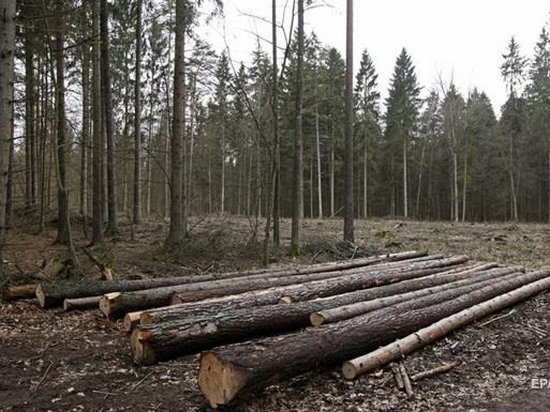 Кабмин решил бороться с незаконной вырубкой леса в Украине