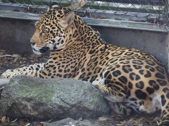 В зоопарке США ягуар сбежал из вольера и убил шестерых животных