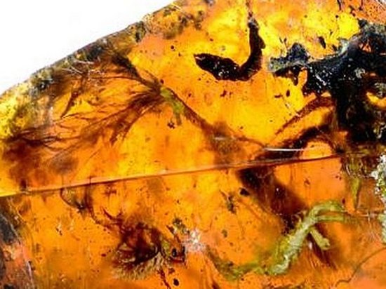 В янтаре нашли детеныша змеи возрастом 100 млн лет