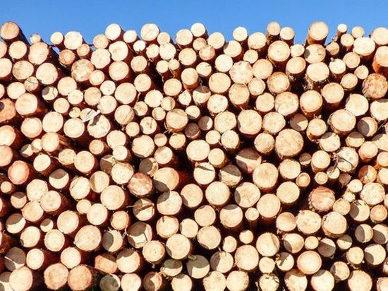 У Порошенко прокомментировали вето на закон о контрабанде леса