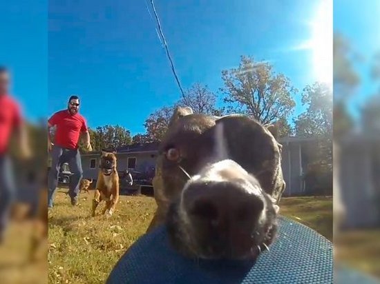 Собака украла камеру GoPro и сняла лучшую сцену погони (видео)