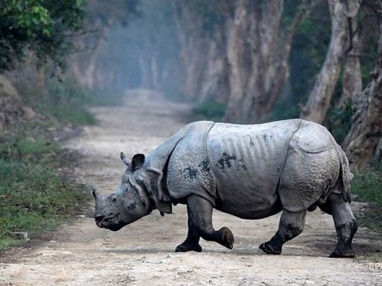 Нападение носорога на авто сняли на видео