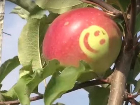 В Украине начали выращивать яблоки со смайликами (видео)