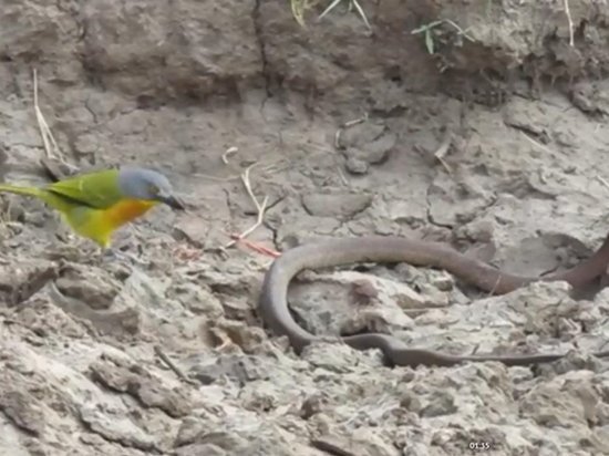 Видеохит: маленькая птичка выпотрошила живую змею