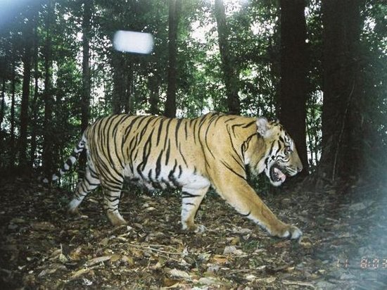 Ученые предложили использовать технологию поиска серийных убийц для спасения тигров