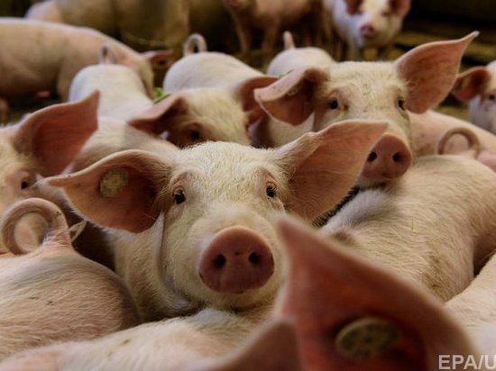 В Китае уничтожили 38000 свиней из-за вспышек африканской чумы