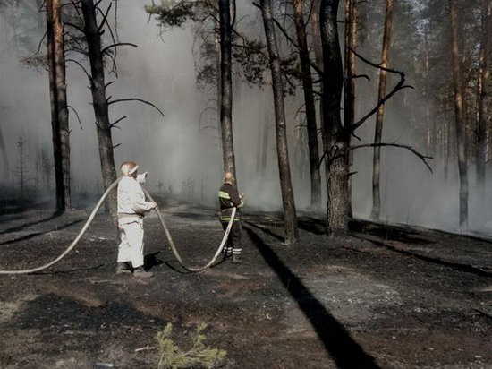 Лесной пожар в Харьковской области: к тушению подключили вертолет, самолет и поезд