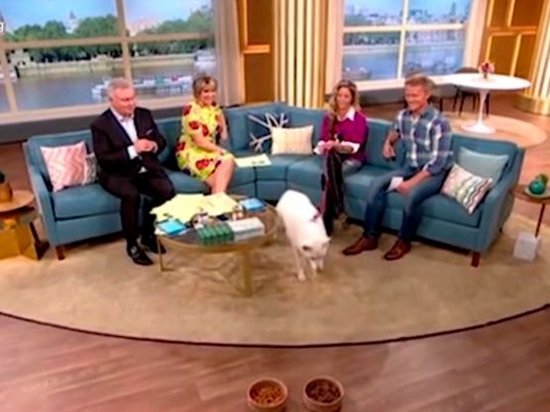 Британский пес-вегетарианец в прямом эфире утреннего шоу выбрал мясо (видео)