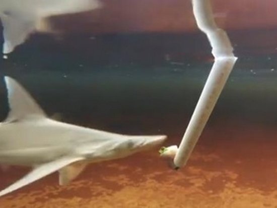 Ученые обнаружили травоядную акулу (видео)