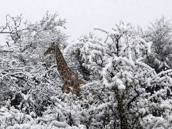 Жирафы в снегу. В ЮАР пришел аномальный холод