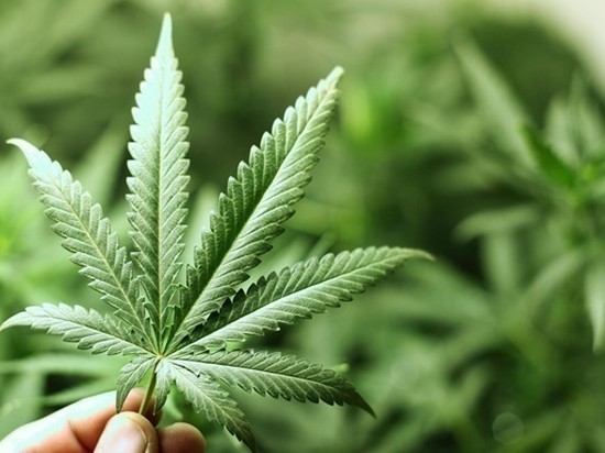 В Грузии объяснили инициативу с экспортом марихуаны