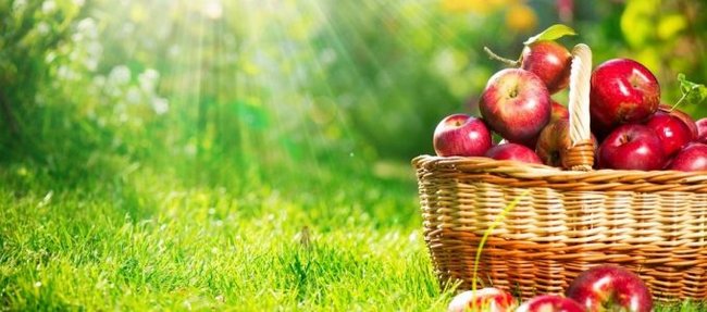 яблоки