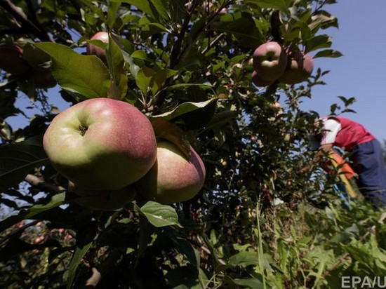 В Украине упали цены на яблоки из-за рекордного урожая