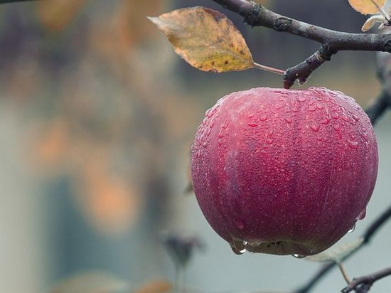 Украинские садоводы из-за убыточности оставляют урожаи яблок в садах — СМИ