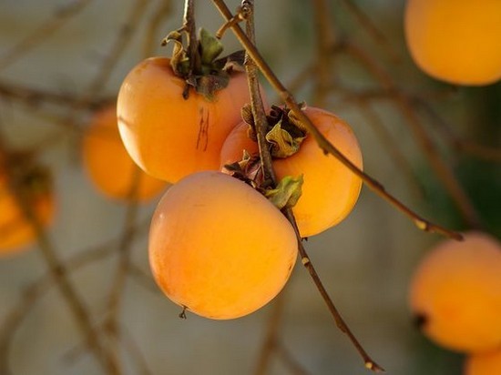В Японии 2 плода хурмы продали почти за $5 тысяч